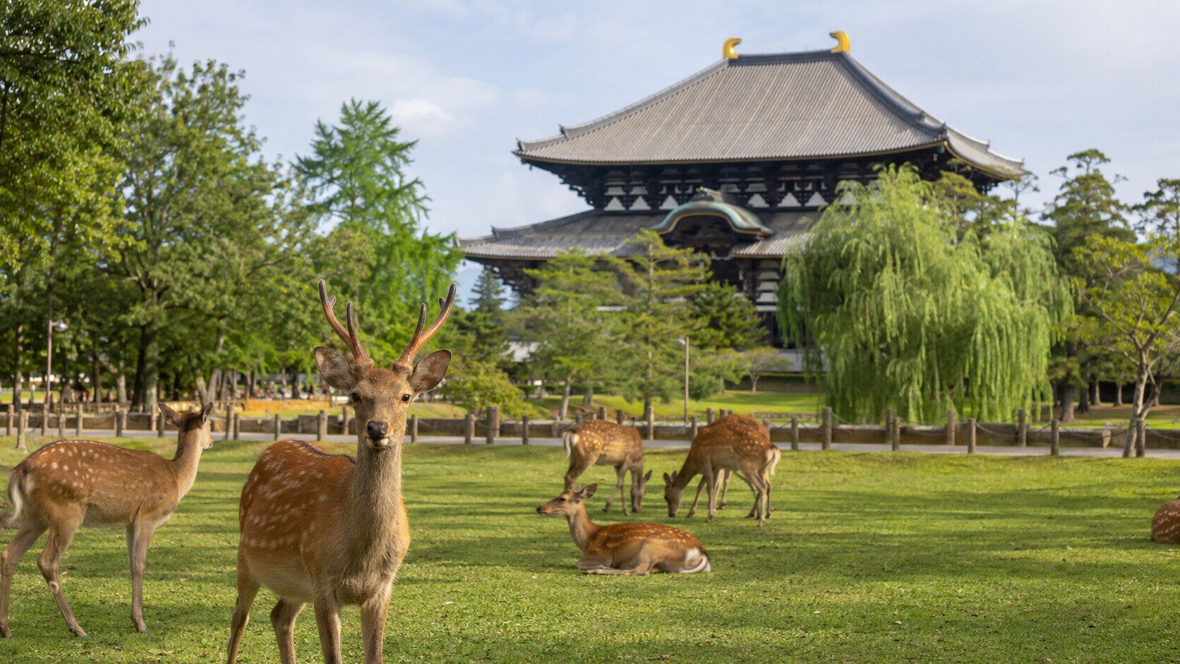 Nara & Osaka