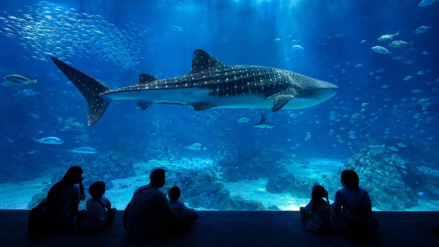 Osaka Aquarium Kaiyukan